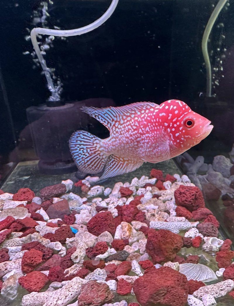 高端火鳳凰魚圖片 高端火鳳凰魚圖片 龍魚論壇 第25張