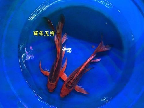 高端火鳳凰魚圖片 高端火鳳凰魚圖片 龍魚論壇 第24張