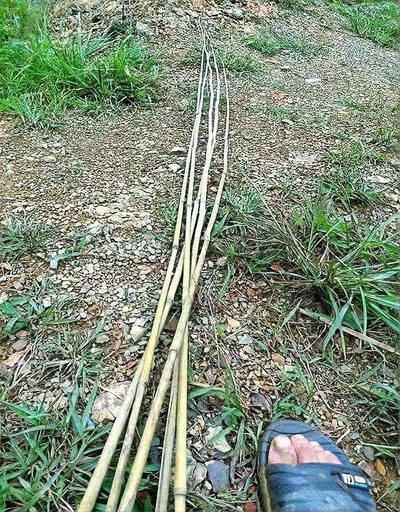 七星魚為何盡量少吃