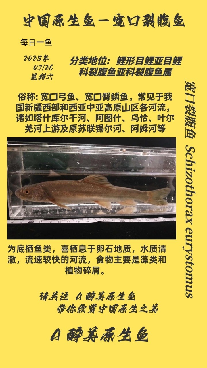 寬口裂腹魚