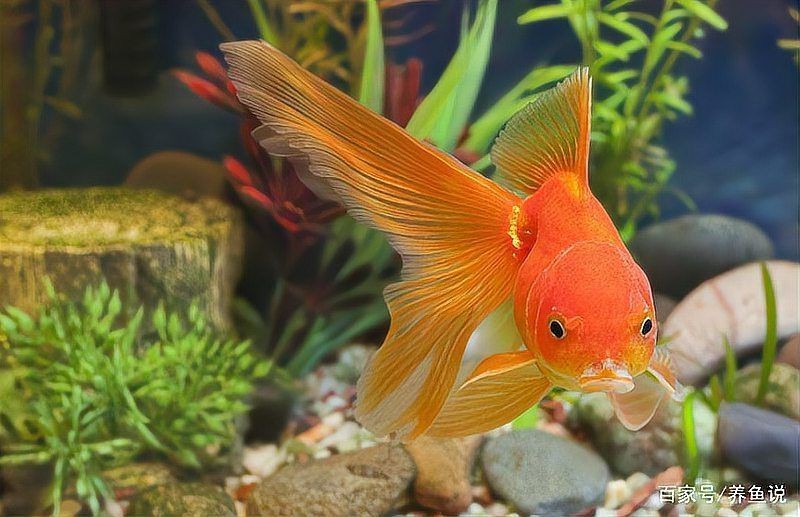 觀賞魚殺菌鹽能凈水嗎 龍魚論壇 第1張 觀賞魚殺菌鹽能凈水嗎 觀賞魚殺菌鹽能凈水嗎 龍魚論壇 第1張