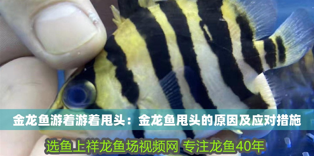 金龍魚游著游著甩頭：金龍魚甩頭的原因及應對措施