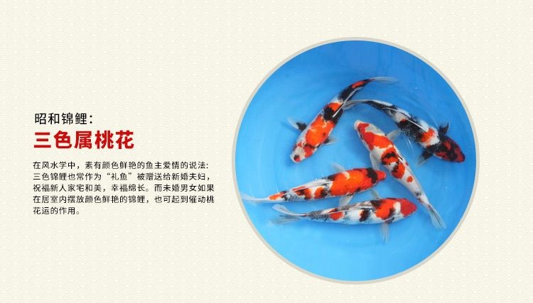 金牛區(qū)愛心觀賞魚類經(jīng)營(yíng)部（金牛區(qū)愛心觀賞魚類經(jīng)營(yíng)部地址）