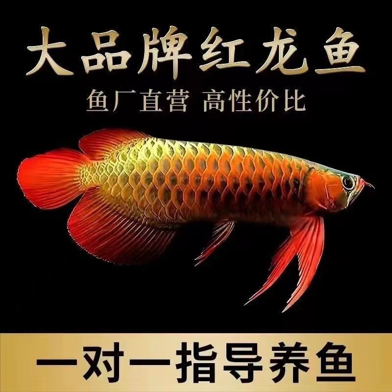 藍底過背紅龍價格多少