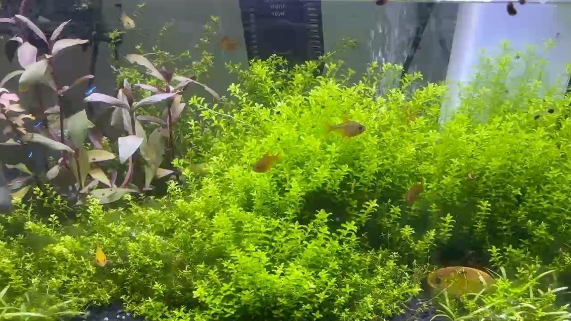 青青河邊 青青河邊 龍魚論壇