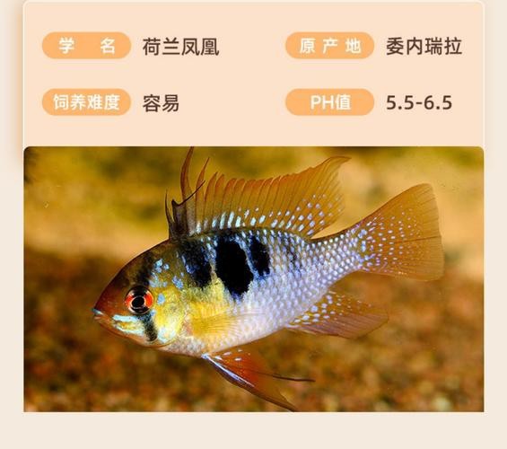 鳳凰魚圖片