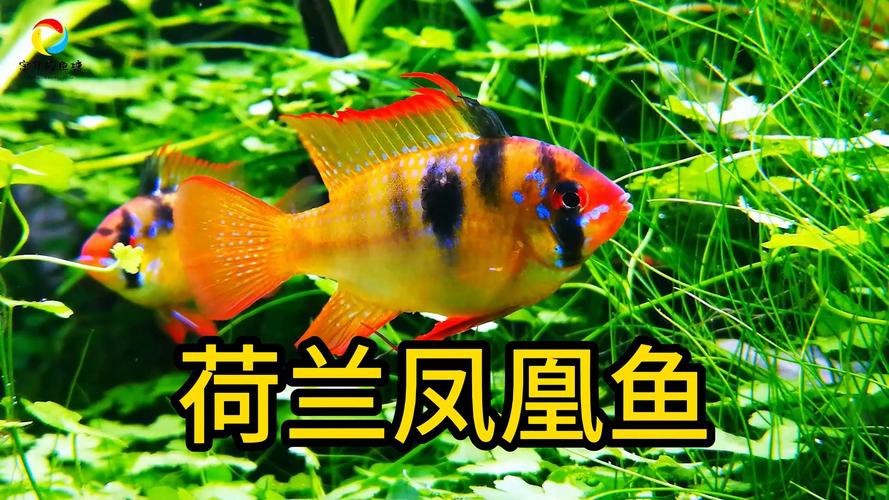 鳳凰魚圖片
