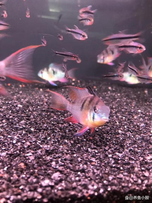 鳳凰魚圖片