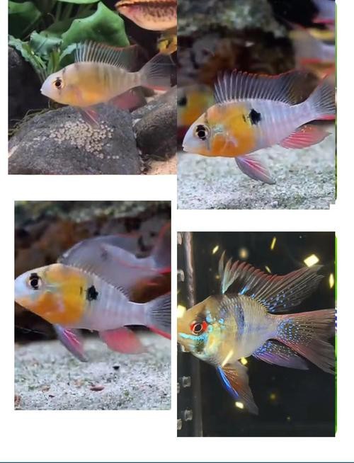 鳳凰魚圖片