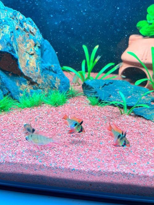 鳳凰魚圖片