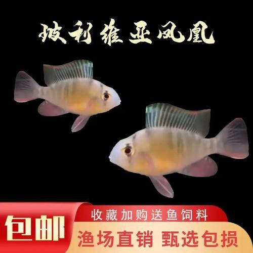 鳳凰魚圖片