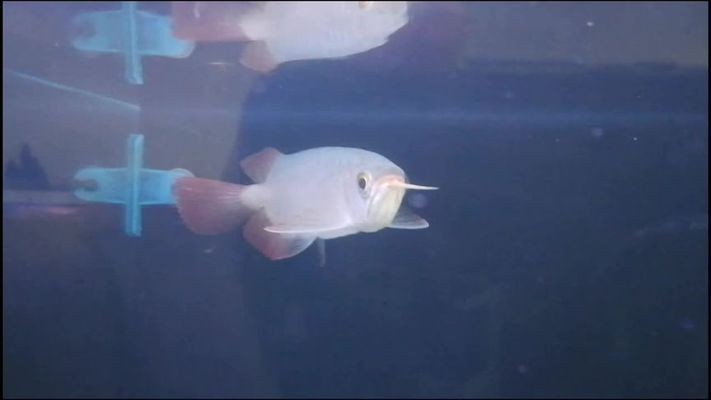 龍魚風水魚：風水魚選擇指南,龍魚對風水影響的研究