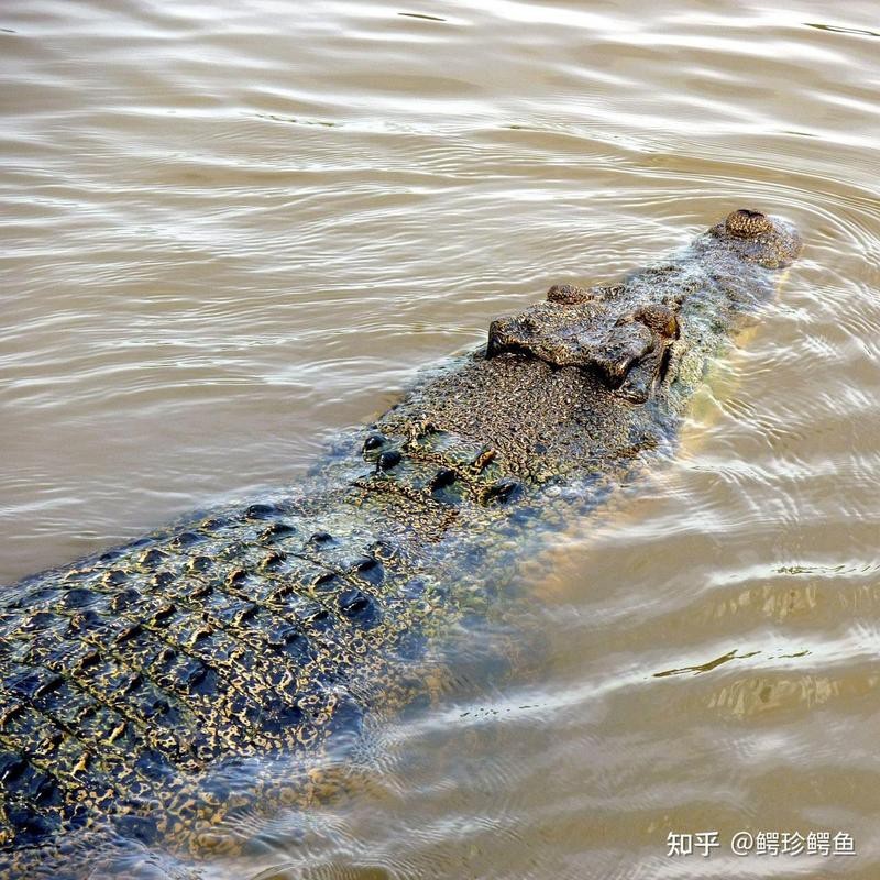 鱷魚代表什么動物