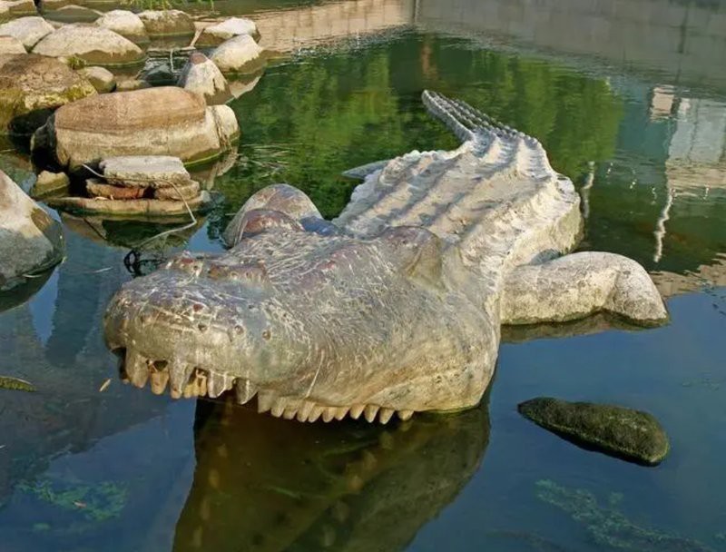 鱷魚代表什么動物