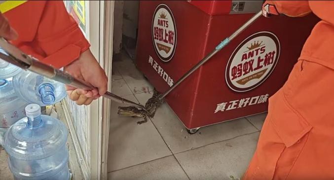 鱷魚代表什么動物