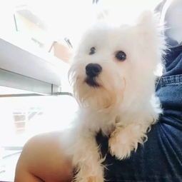 鱷魚代表什么動物