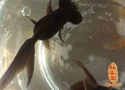 夢見魚缸里有許多魚：周公解夢：夢見魚缸里有許多魚的寓意