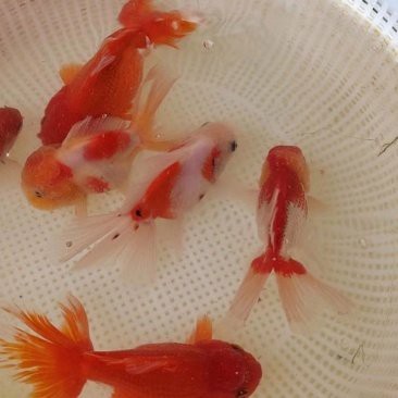 高情商曬金龍魚的朋友圈文案