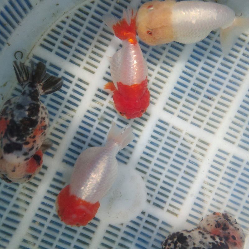 高情商曬金龍魚的朋友圈文案