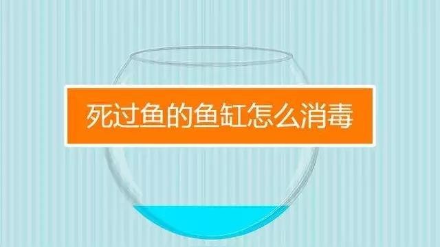 龍魚死亡后如何清潔魚缸？