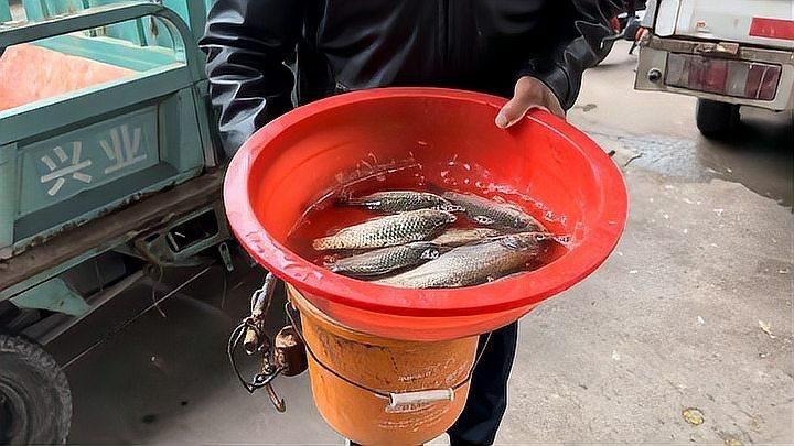 鯽魚15元一斤貴嗎