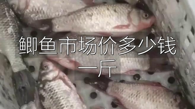 鯽魚15元一斤貴嗎