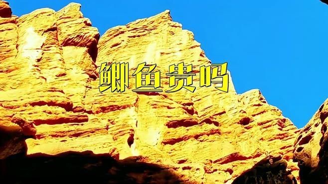 鯽魚15元一斤貴嗎
