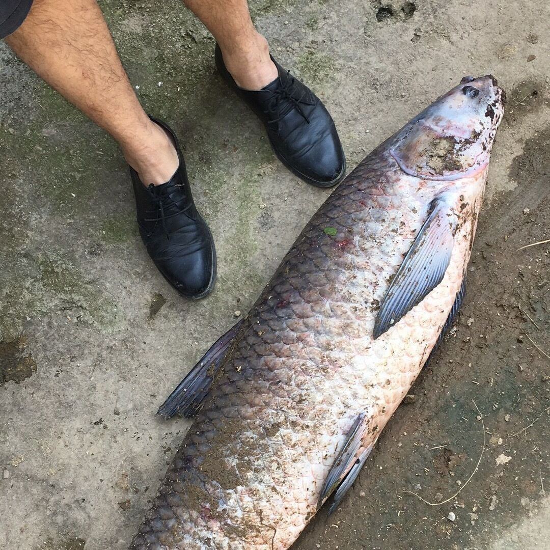 鯽魚15元一斤貴嗎
