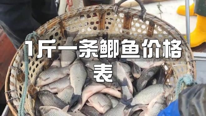 鯽魚15元一斤貴嗎