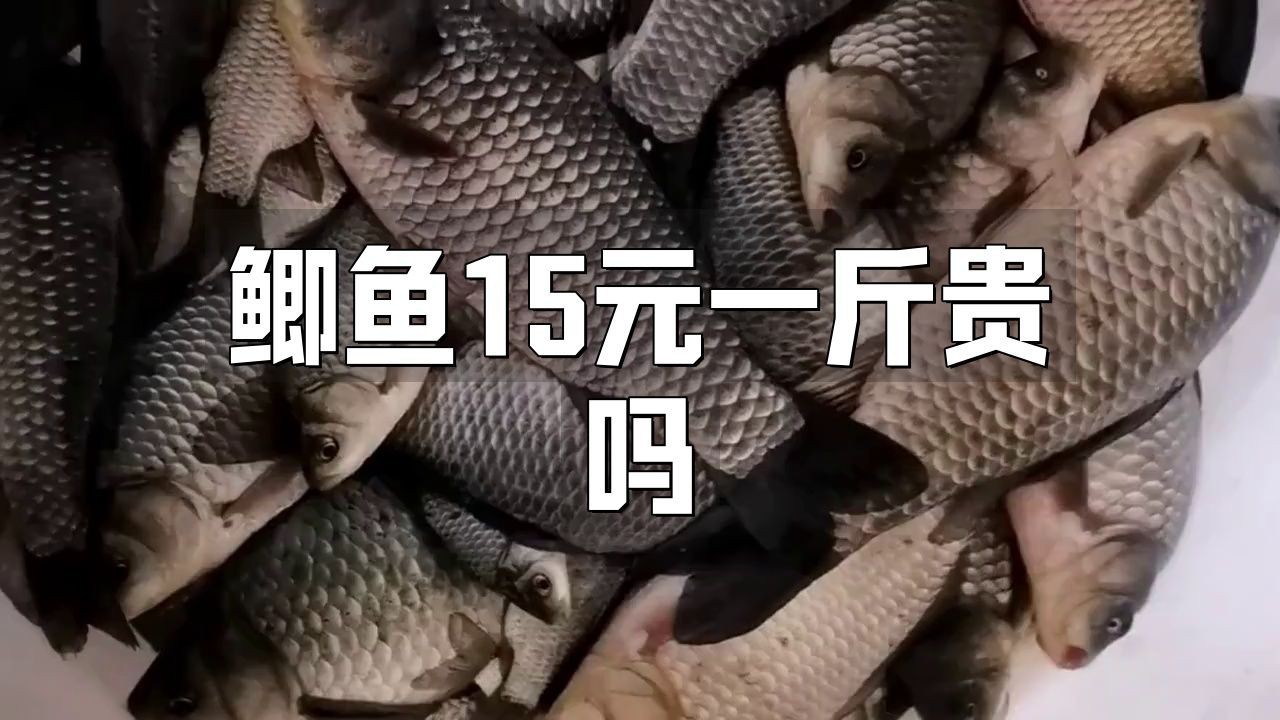 鯽魚15元一斤貴嗎