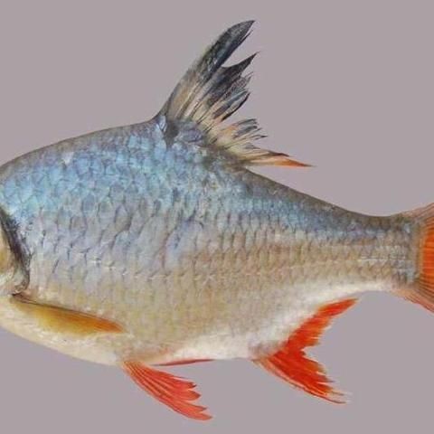觀賞魚銀鳳 觀賞魚銀鳳 龍魚論壇 第3張