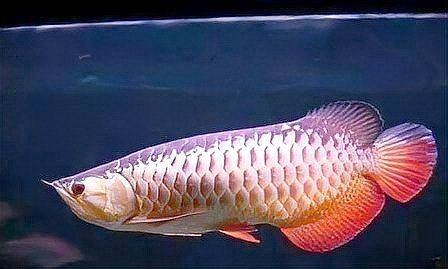 觀賞魚銀鳳 觀賞魚銀鳳 龍魚論壇 第12張