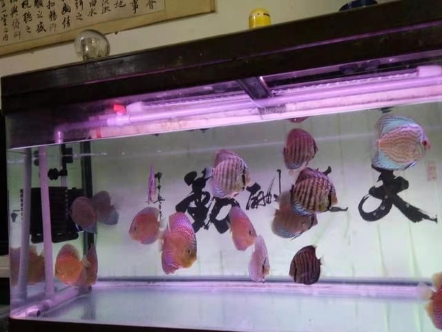 黑魚缸燈光的科學原理是什么魚缸燈光的科學原理了解：魚缸燈光與水草共生 黑魚缸燈光的科學原理是什么魚缸燈光的科學原理了解：魚缸燈光與水草共生 魚缸百科 第4張