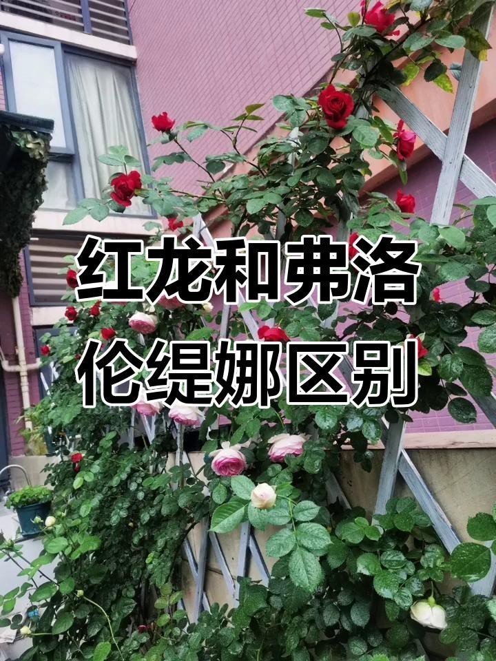 紅龍和蒂娜哪個更適合新手？