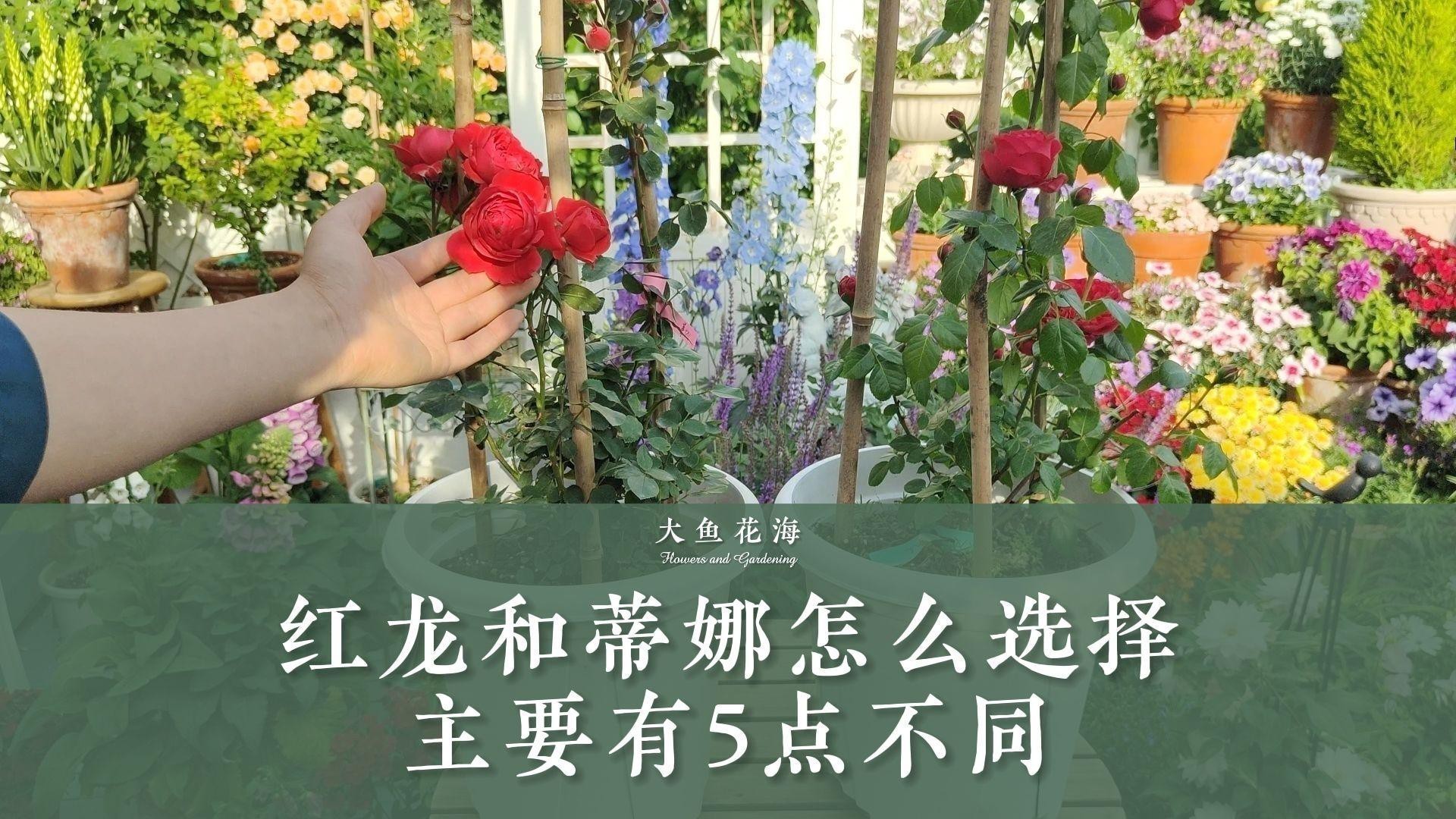 紅龍和蒂娜哪個更適合新手？