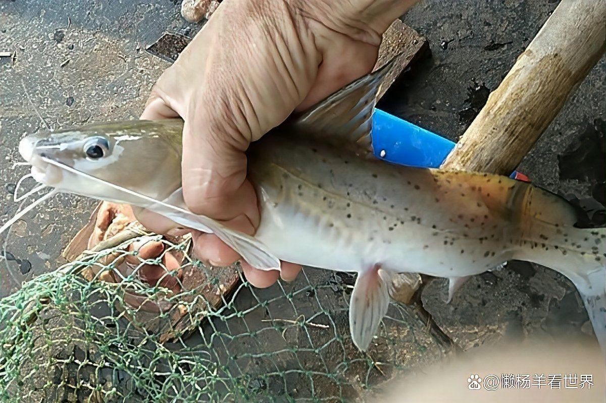 魽魚是淡水魚還是海魚