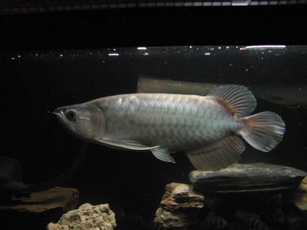 觀賞魚青龍圖片