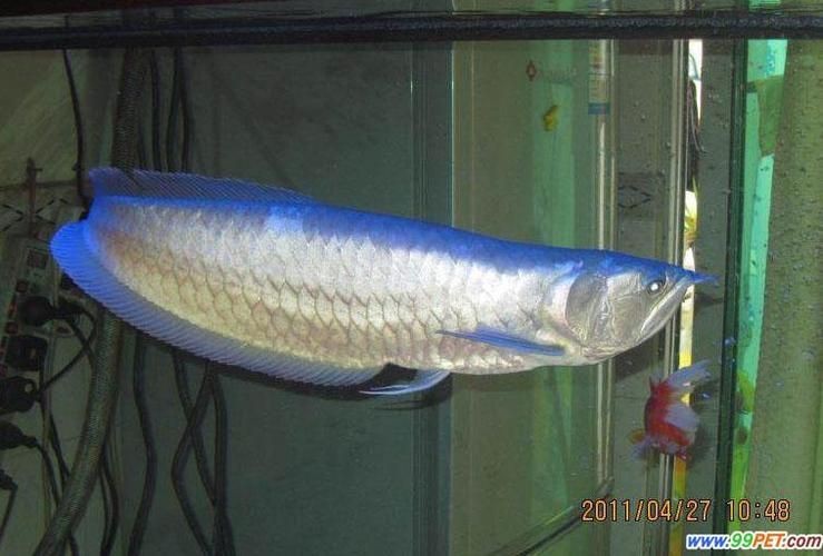 觀賞魚青龍圖片