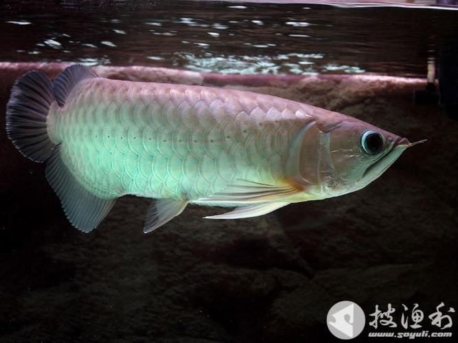 觀賞魚青龍圖片