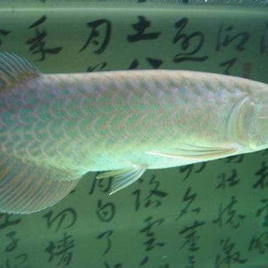 觀賞魚青龍圖片