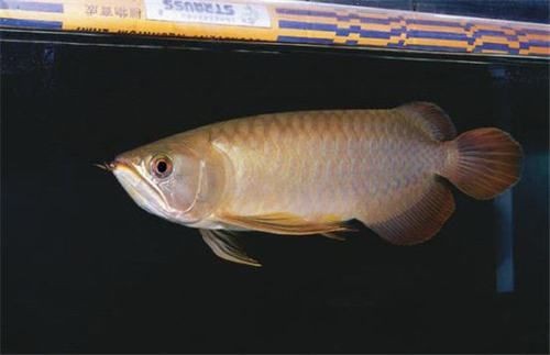 觀賞魚青龍圖片