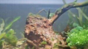 晶晶牌魚缸：晶晶牌魚缸價格對比分析