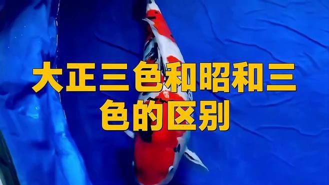 大正昭和錦鯉的區別