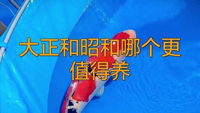 大正昭和錦鯉的區別