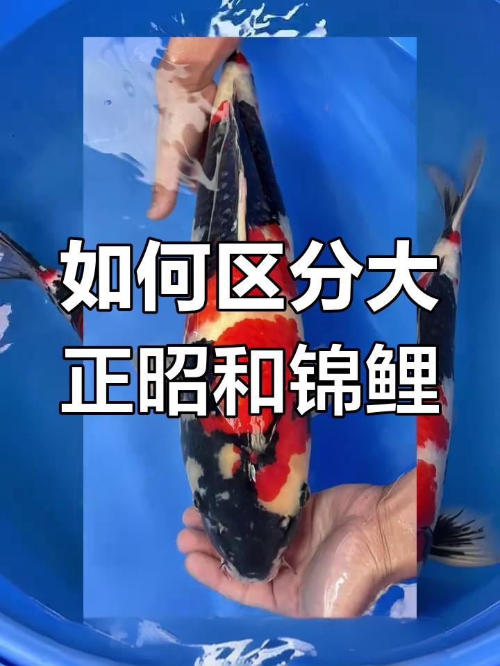 大正昭和錦鯉的區別