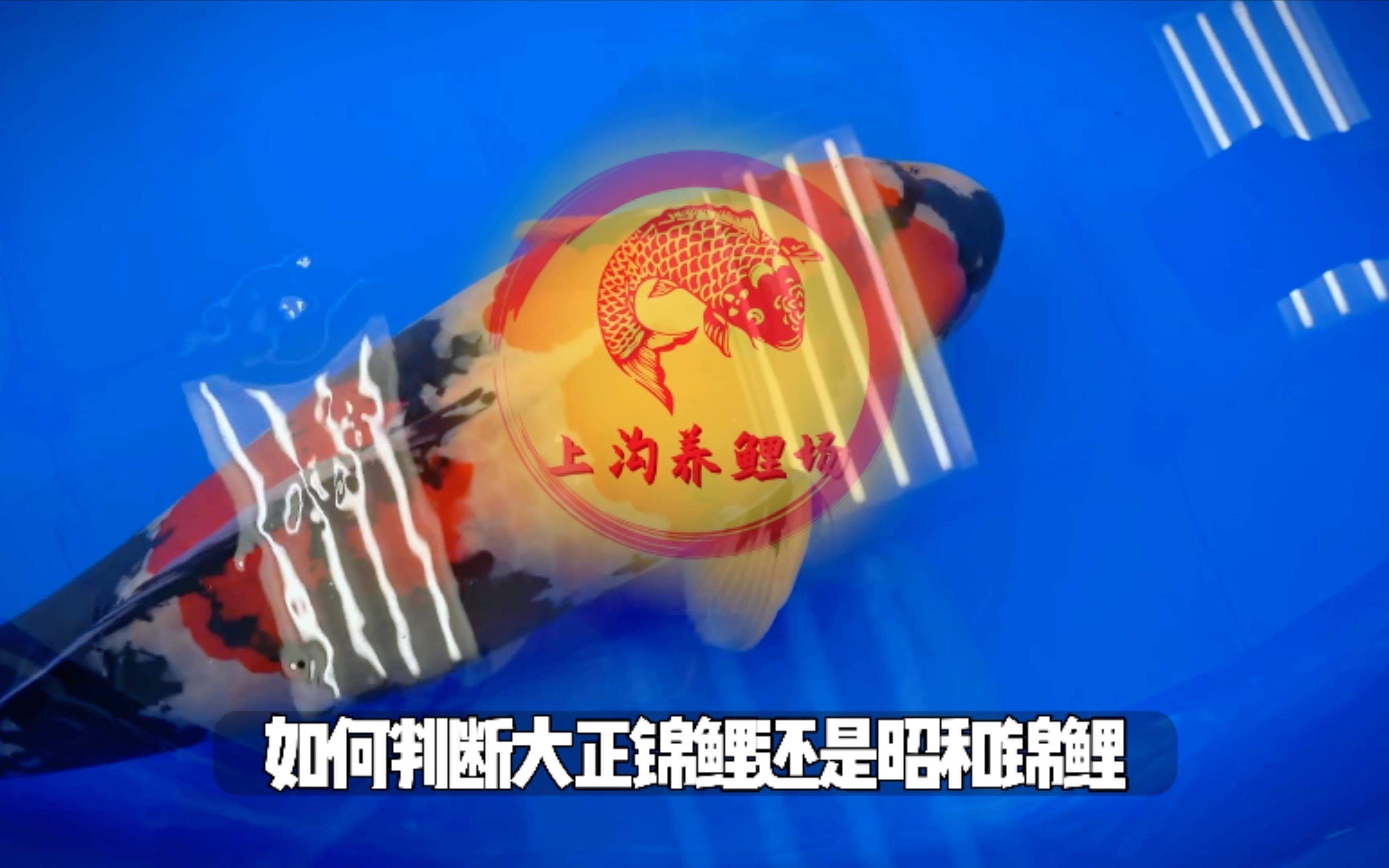 大正昭和錦鯉的區別