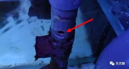 水虎魚品種大全