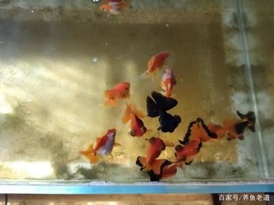 黑色魚缸養什么魚好：熱帶魚養殖技巧 黑色魚缸養什么魚好：熱帶魚養殖技巧 魚缸百科 第3張