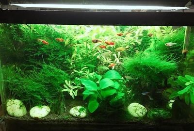 魚缸綠苔最怕三個東西（魚缸綠苔最怕三個東西最怕三個東西） 魚缸綠苔最怕三個東西（魚缸綠苔最怕三個東西最怕三個東西） 魚缸百科 第2張