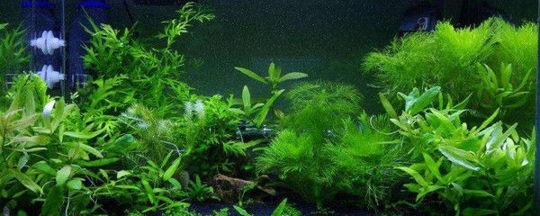 魚缸綠苔最怕三個東西（魚缸綠苔最怕三個東西最怕三個東西） 魚缸綠苔最怕三個東西（魚缸綠苔最怕三個東西最怕三個東西） 魚缸百科 第1張